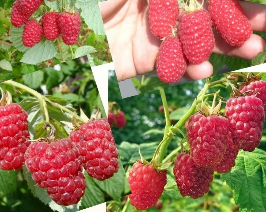 sadzonki maliny czerwonej sadzonka krzak maliny malina  duże owoce