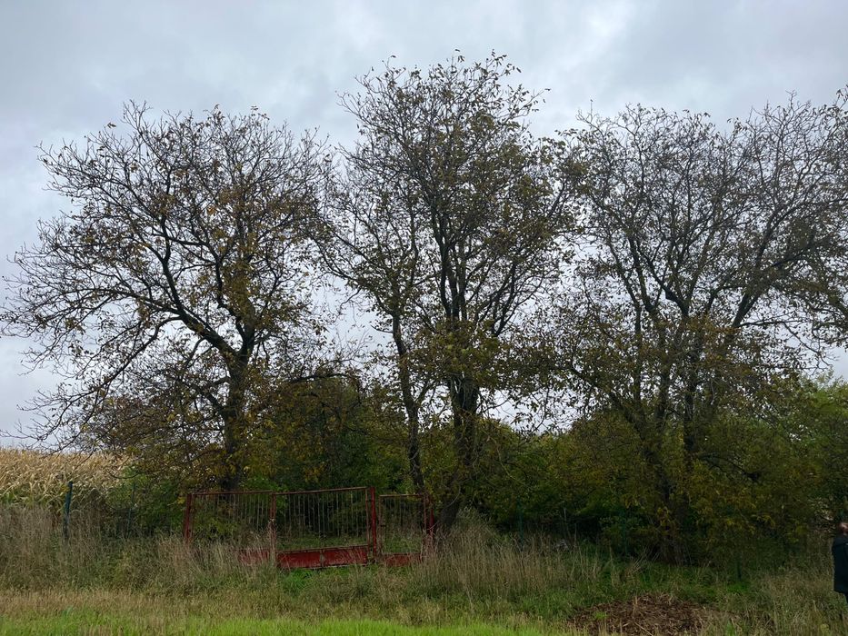 Sprzedam działkę 56 arów