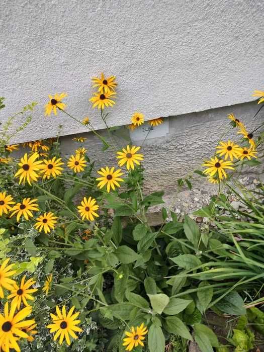 Rudbekia - bylina miododajna, duże kępy kwiatów