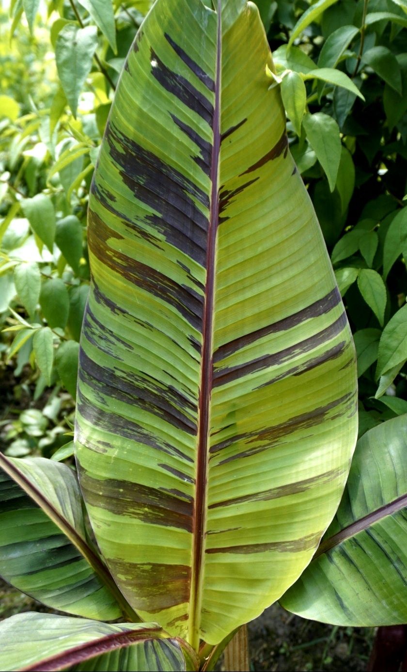 Bananowiec Banan Musa Sikkimensis "Ever Red" sadzonki