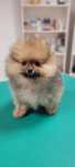 Pomeranian  - Piesek po Championach FCI !