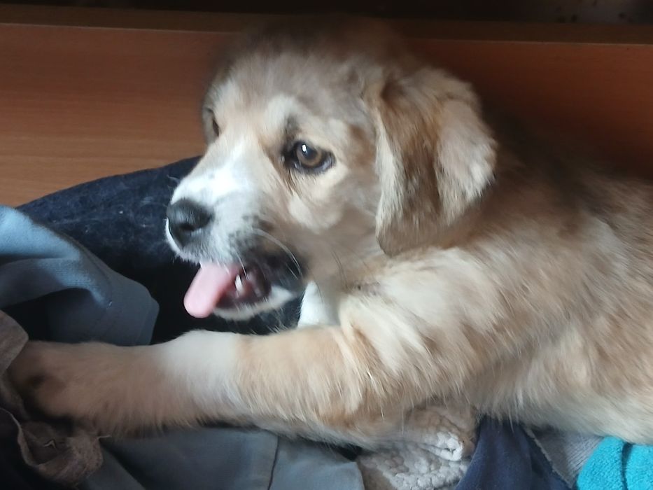 Відам в добрі руки