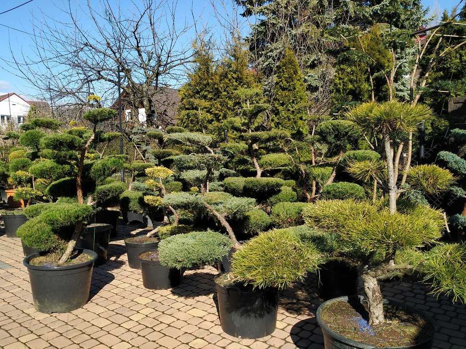 Sosny bonsai - niwaki- drzewka formowane  na taras , do ogrodu 400 szt
