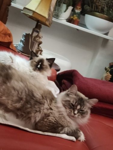 Ragdoll gotowe do odbioru