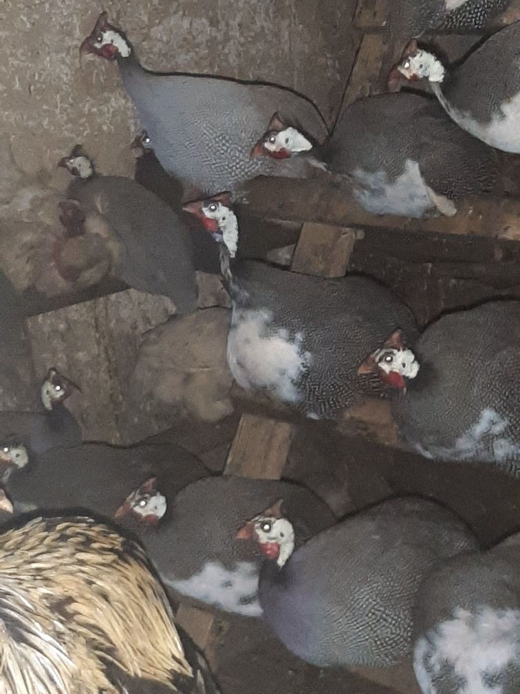 Інкубаційне яйце