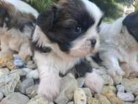 Shih tzu suczka piesek szczeniaczki