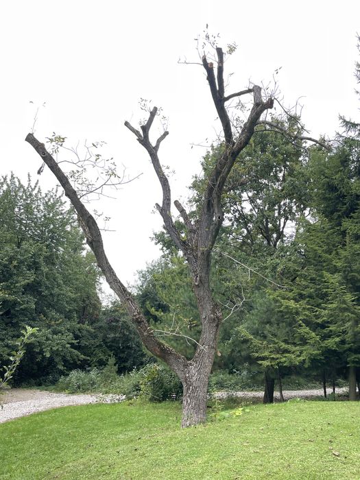 Orzech włoski - drzewo gigant 200+cm piękny okaz na deski meble