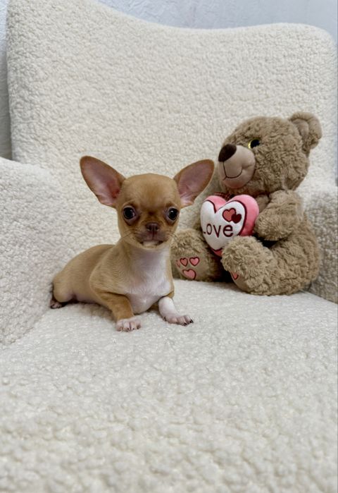 Дівсинка чихуахуа