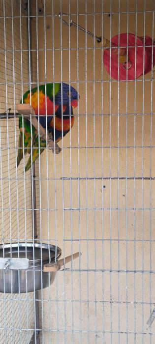 Varias aves de meio porte