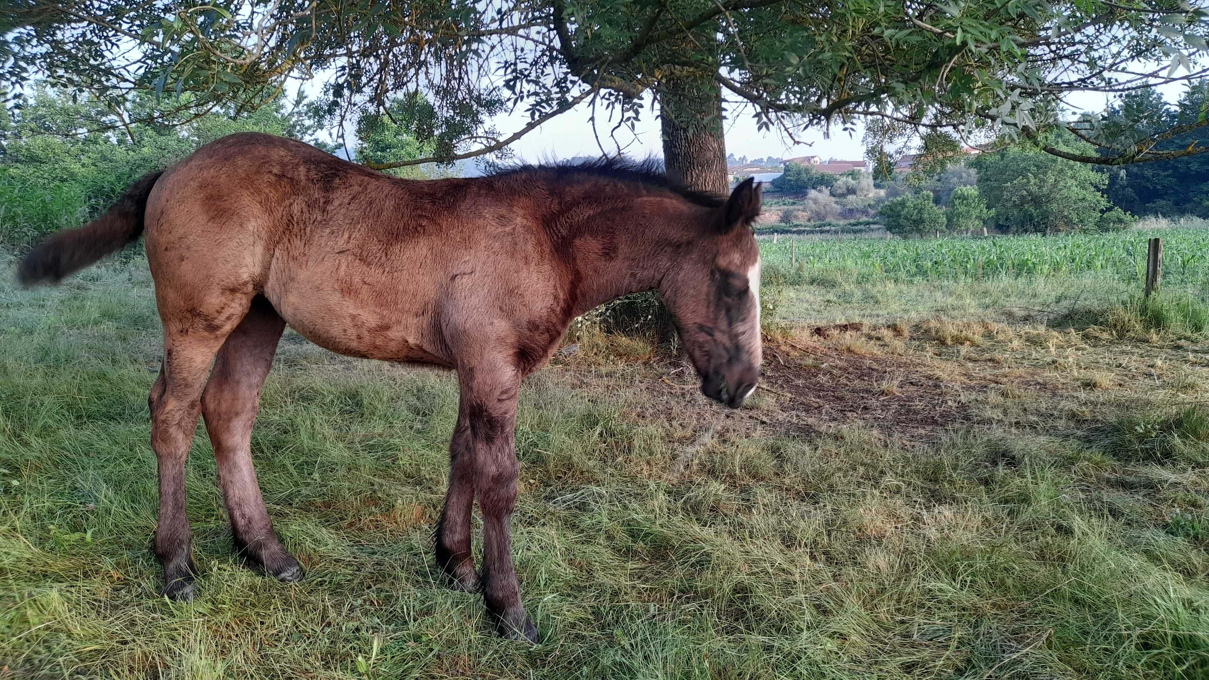 Poldros Percheron x Hispano Breton - Cavalos de tiro