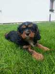 Cavalier King Charles Spaniel - pies