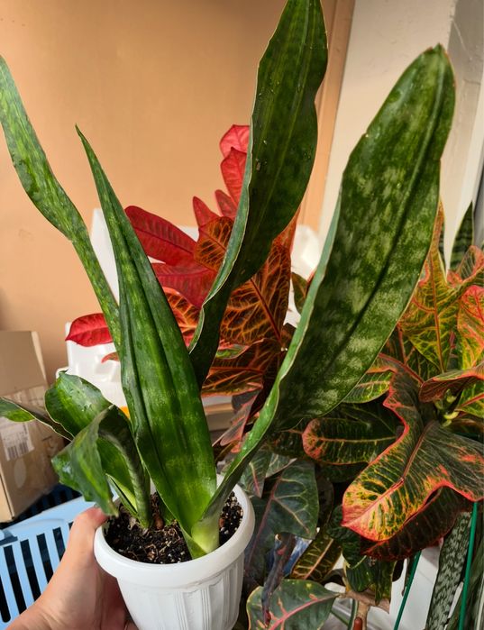 Молоді рослини Сансівієрії