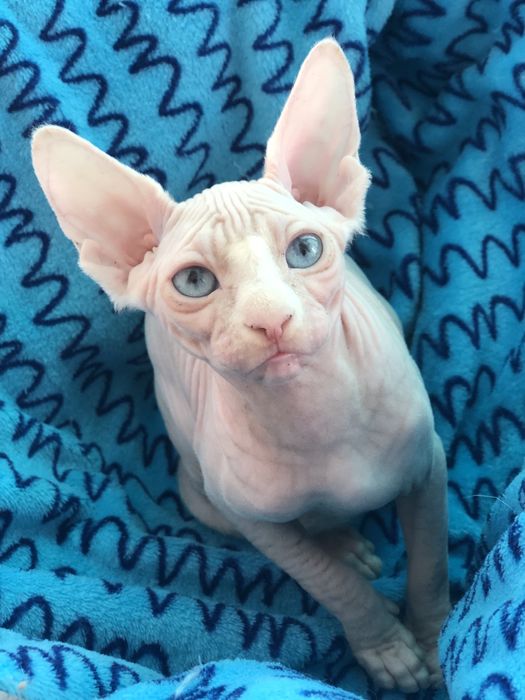 Дуже яскраві очі