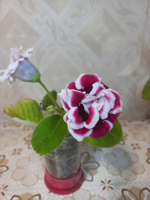 Комнатное растение Глоксиния