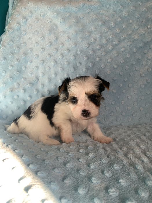 Samiec yorkshire terrier biewer