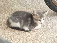 DOU gatinhos bebés meigos