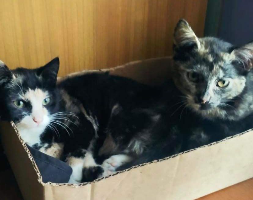 Kot kotek kotka do adopcji