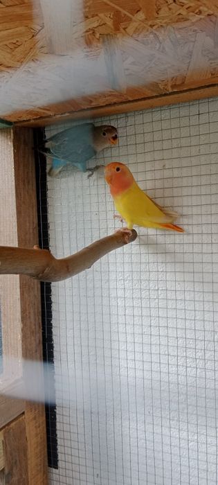 Sprzedam młode nierozłączki