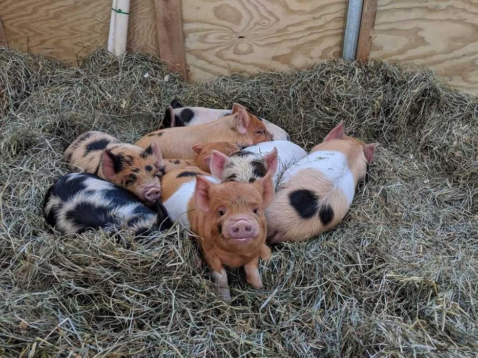 Міні піг - карликові домашні мініпіги, декоративна свинка