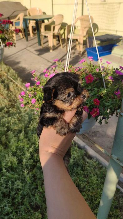 Йорк із душею поета!