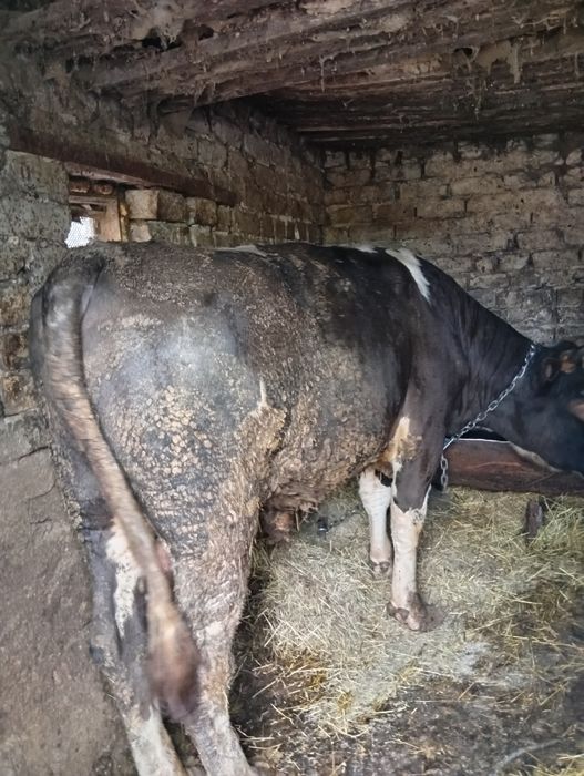 Продам живою вагою бичків