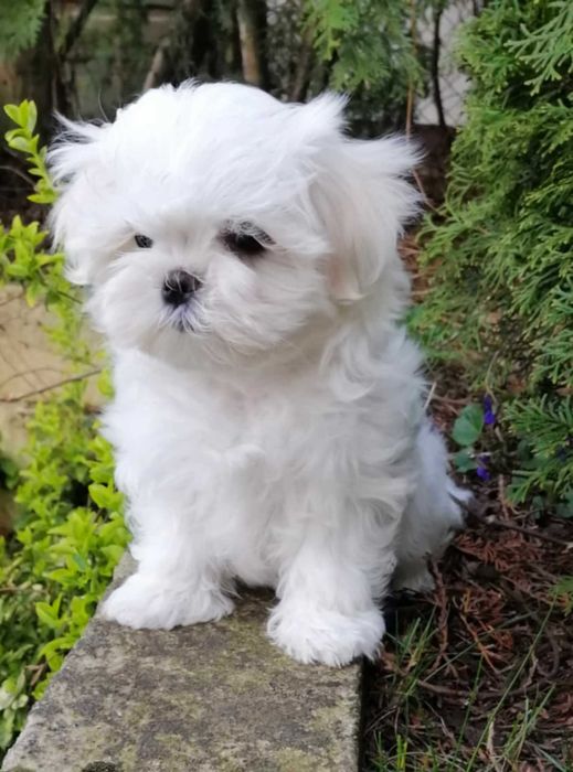 Maltańczyk- wyjątkowy  piesek- FCI