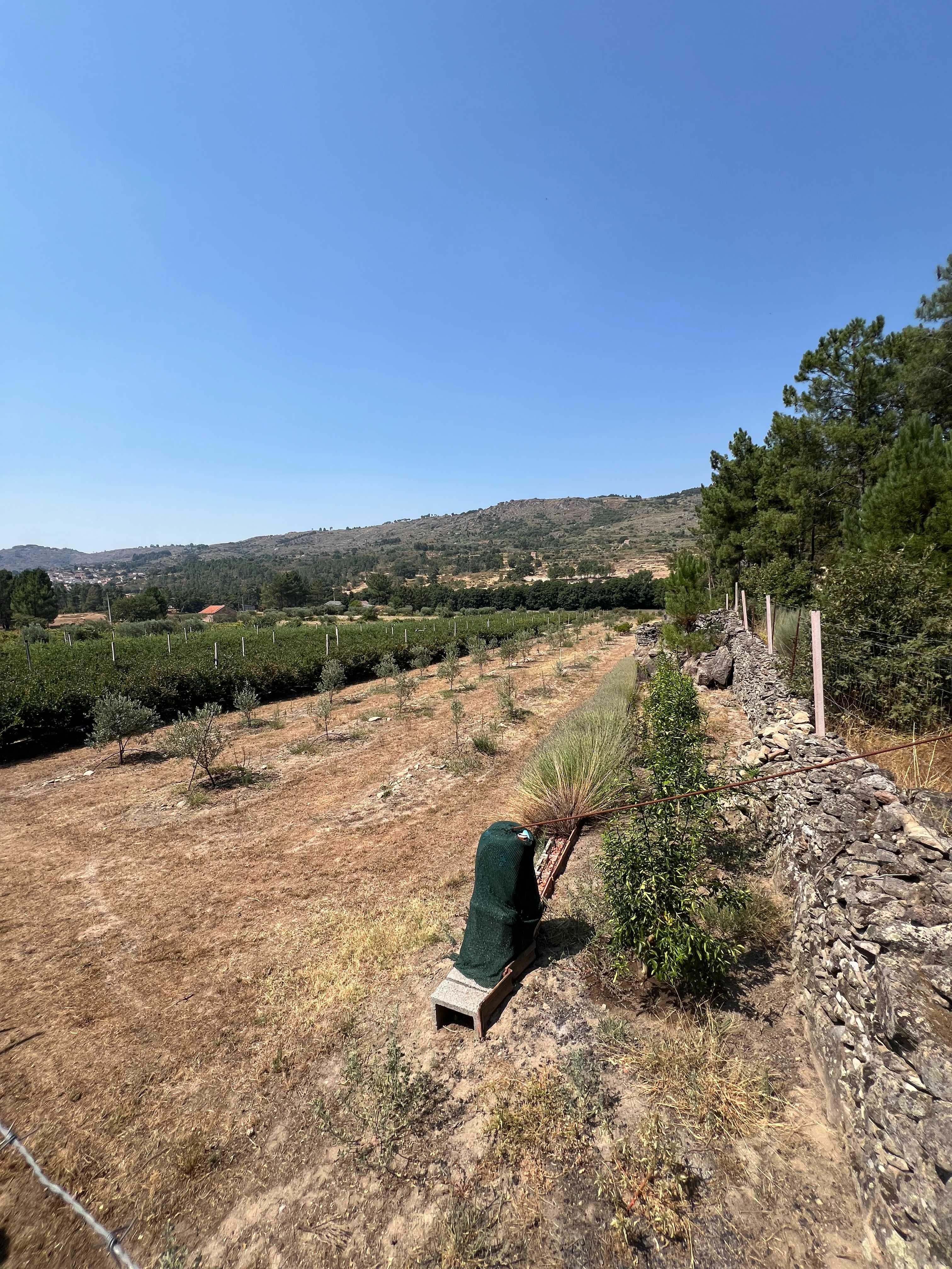 Quinta com mirtilos e oliveiras