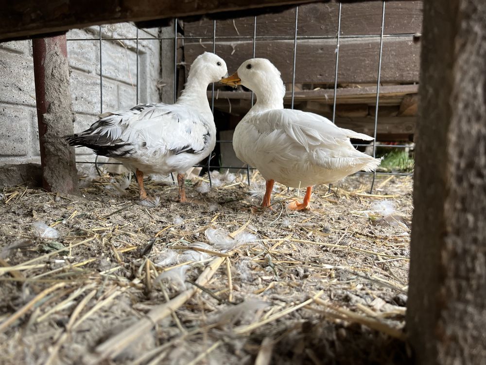 Kury silki kury i kaczki call duck