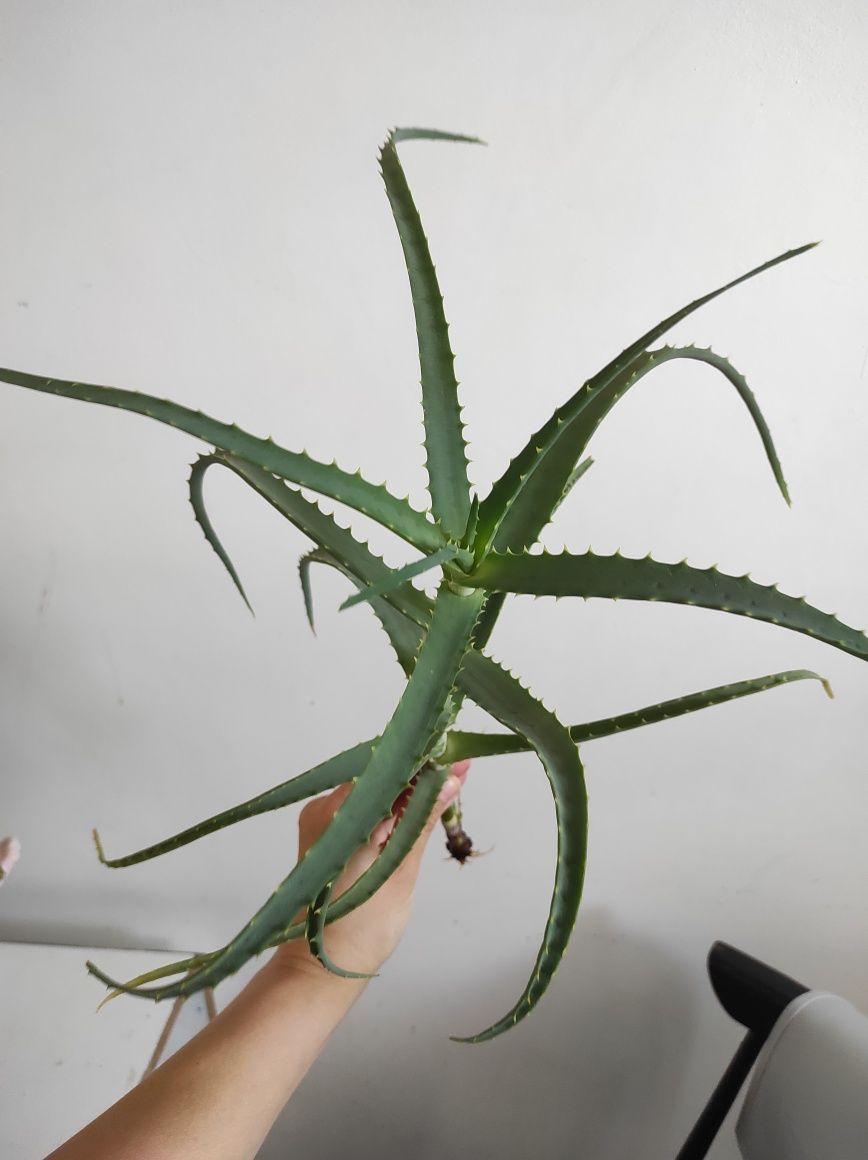 Aloes sadzonka roślina lecznicza