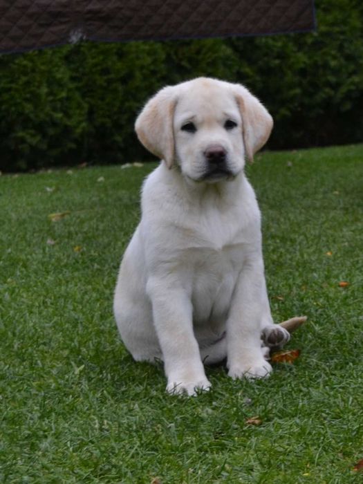 Лабрадор ретривер.Цуценята