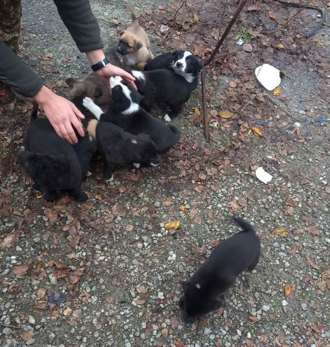 Будь ласка, допоможіть з пошуком сімей!