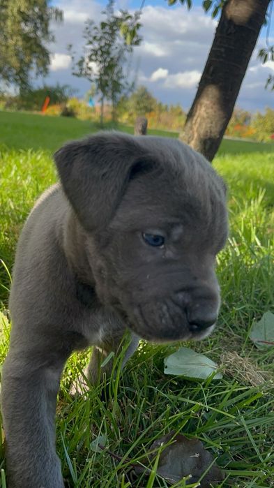 Szczeniak Cane Corso