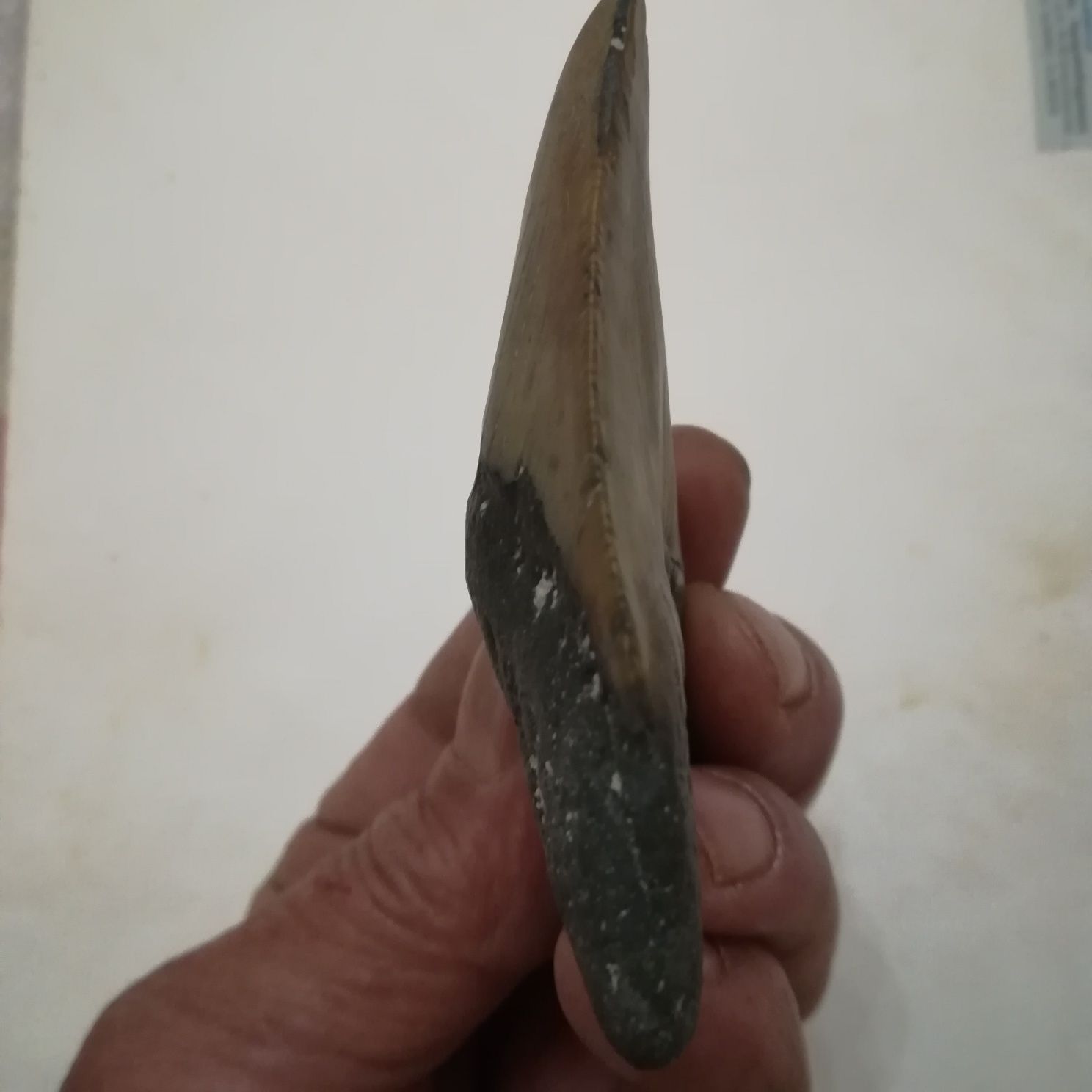 Fóssil dente de megalodon