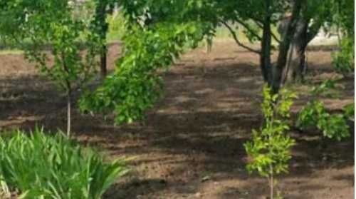 дача ближний пригород