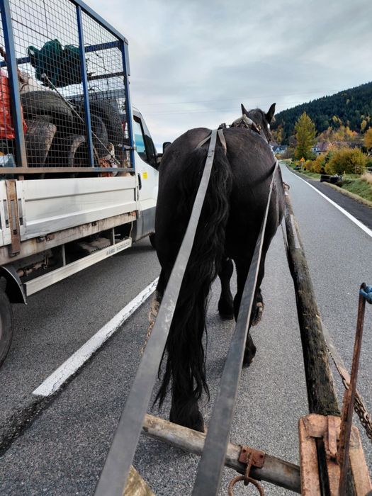 Sprzedam konia wałacha