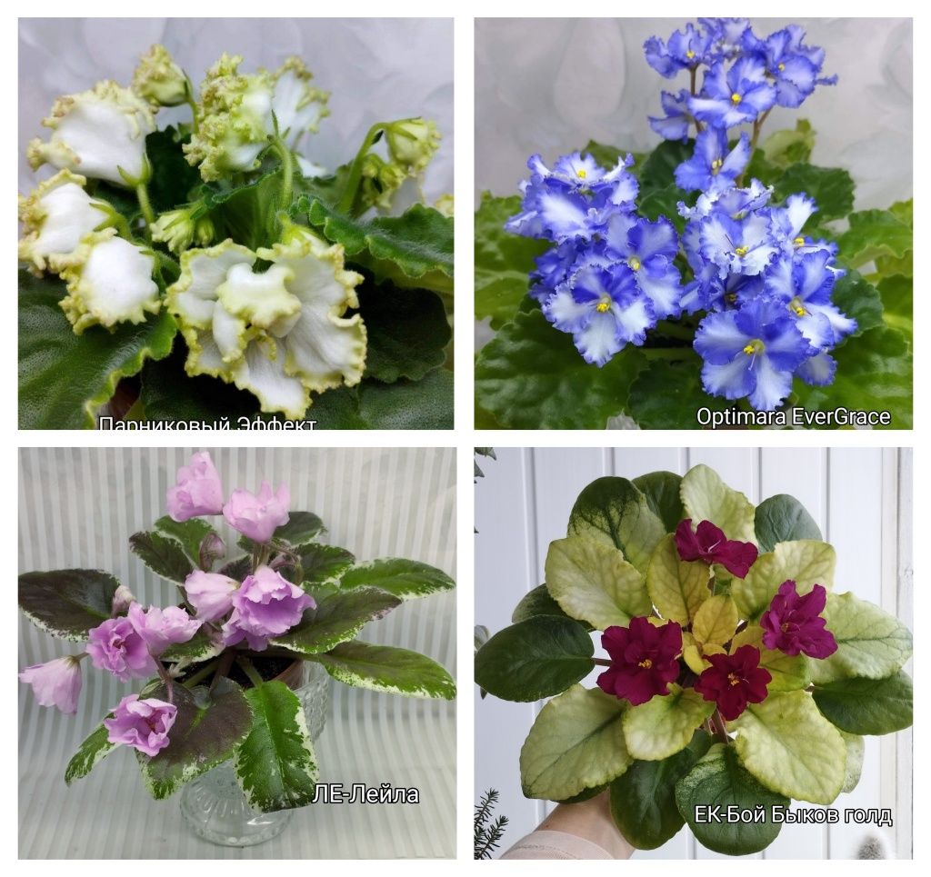 Продам фіалки (дітки, стартери)