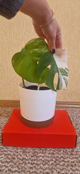 Рослина Вазон Монстера Альба варієгатна ( альбіно ).Ціна з горщиком