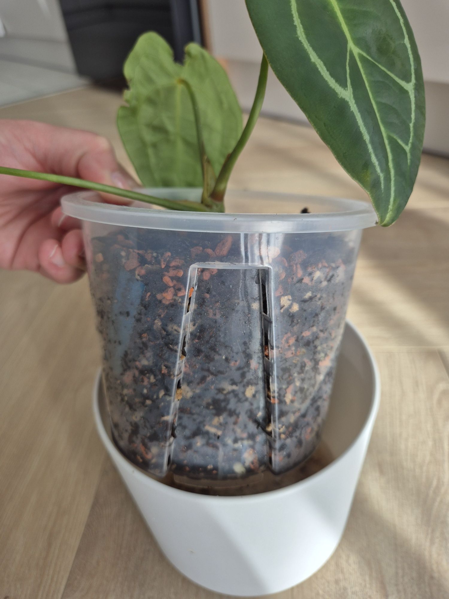 Anthurium Forgetii Dark x
