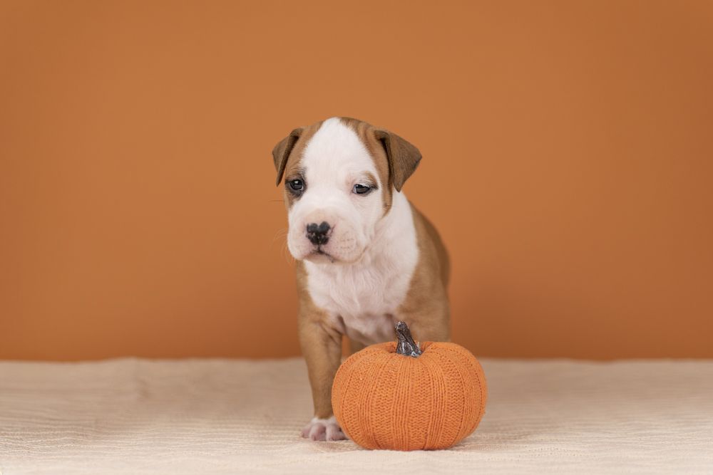 Шикарные мальчики породы Американский стаффордширский терьер