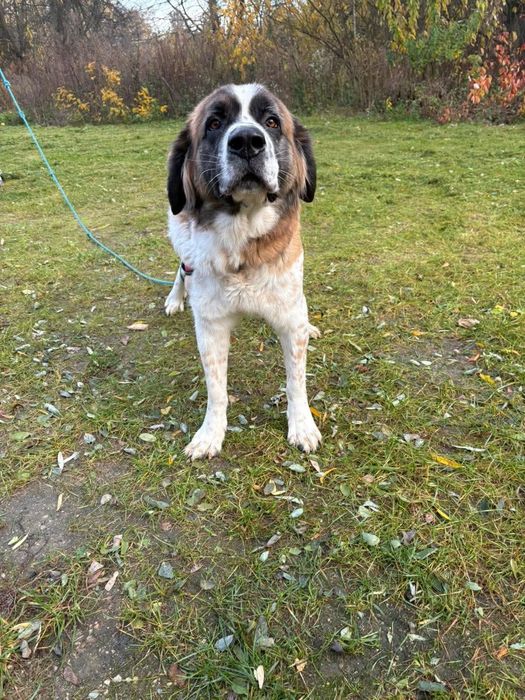 Taka piękna suni szuka domu