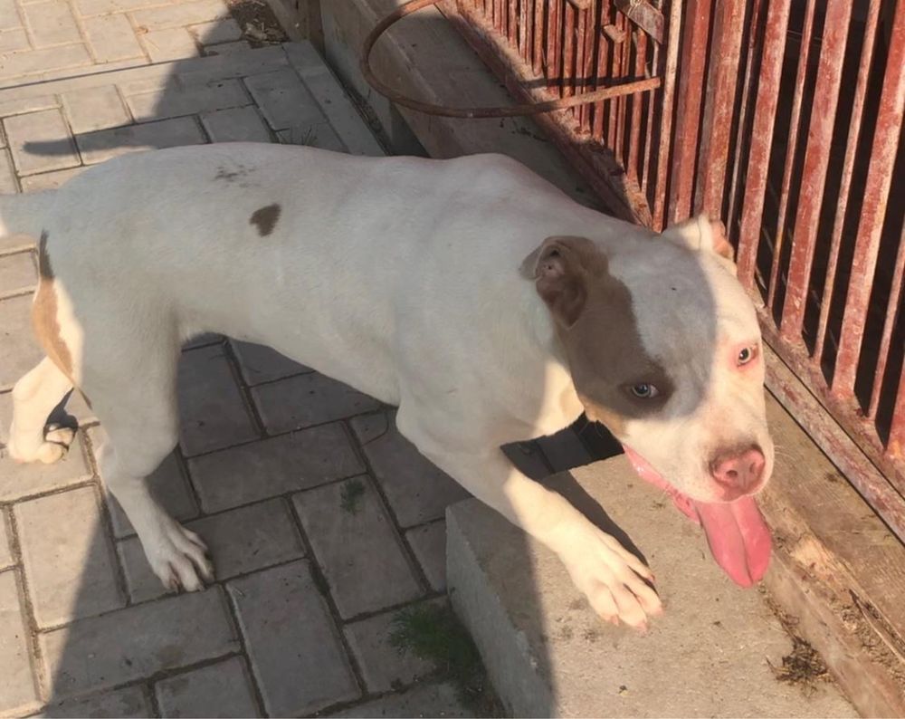 Sprzedam American Bully