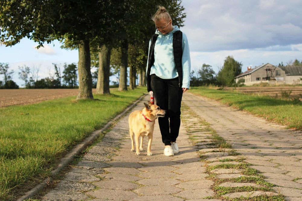 Gwizdek czeka na adopcje