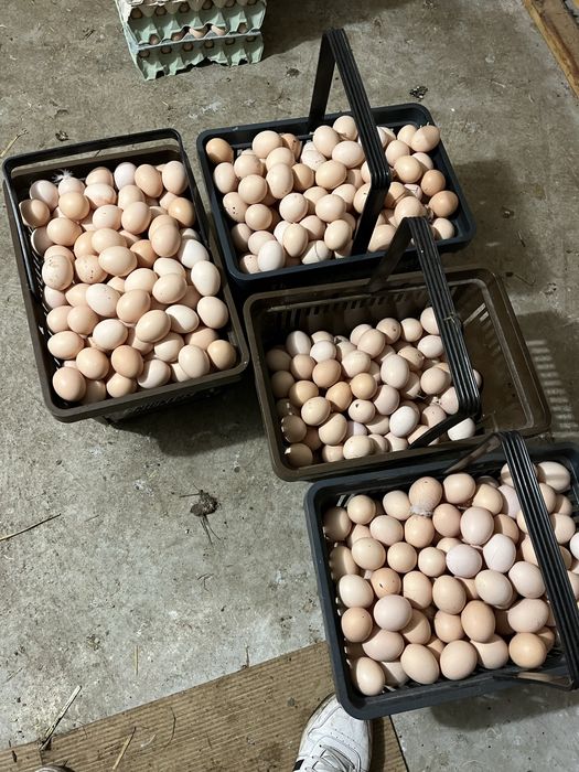 Jaja Wiejskie!!! Wolny wybieg !!! Dostawa