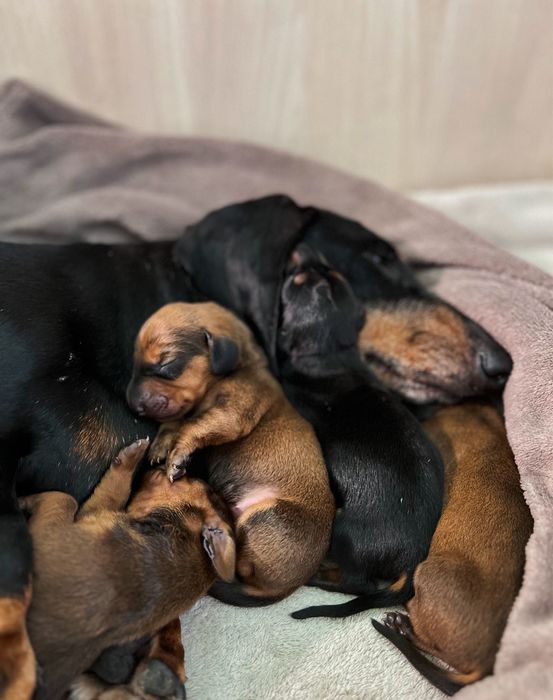 Szczeniak Jamnik krotkowlosy standardowy!! ZKWP cz. podpalany!Chlopiec