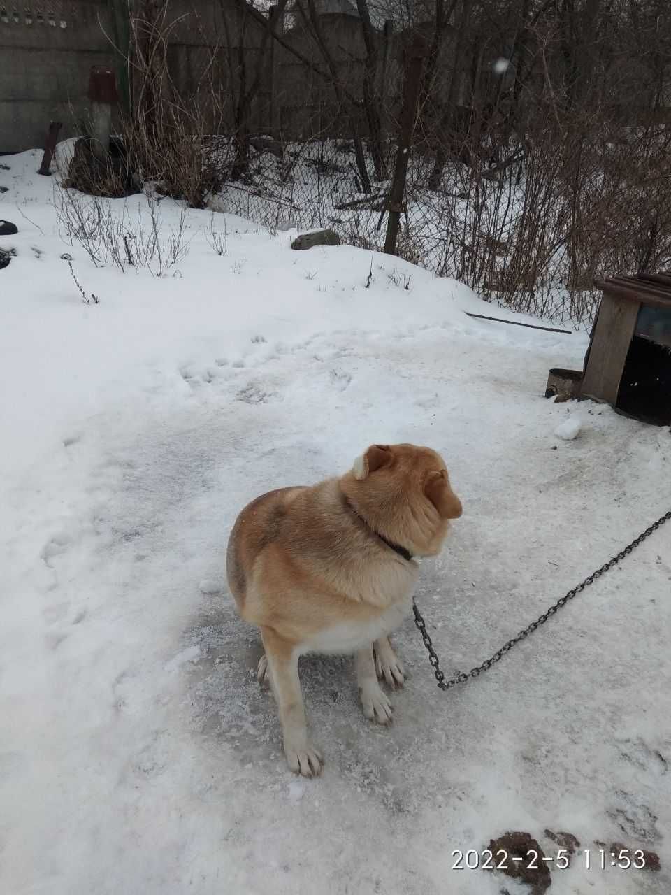 СРОЧНО!Собака бесплатно