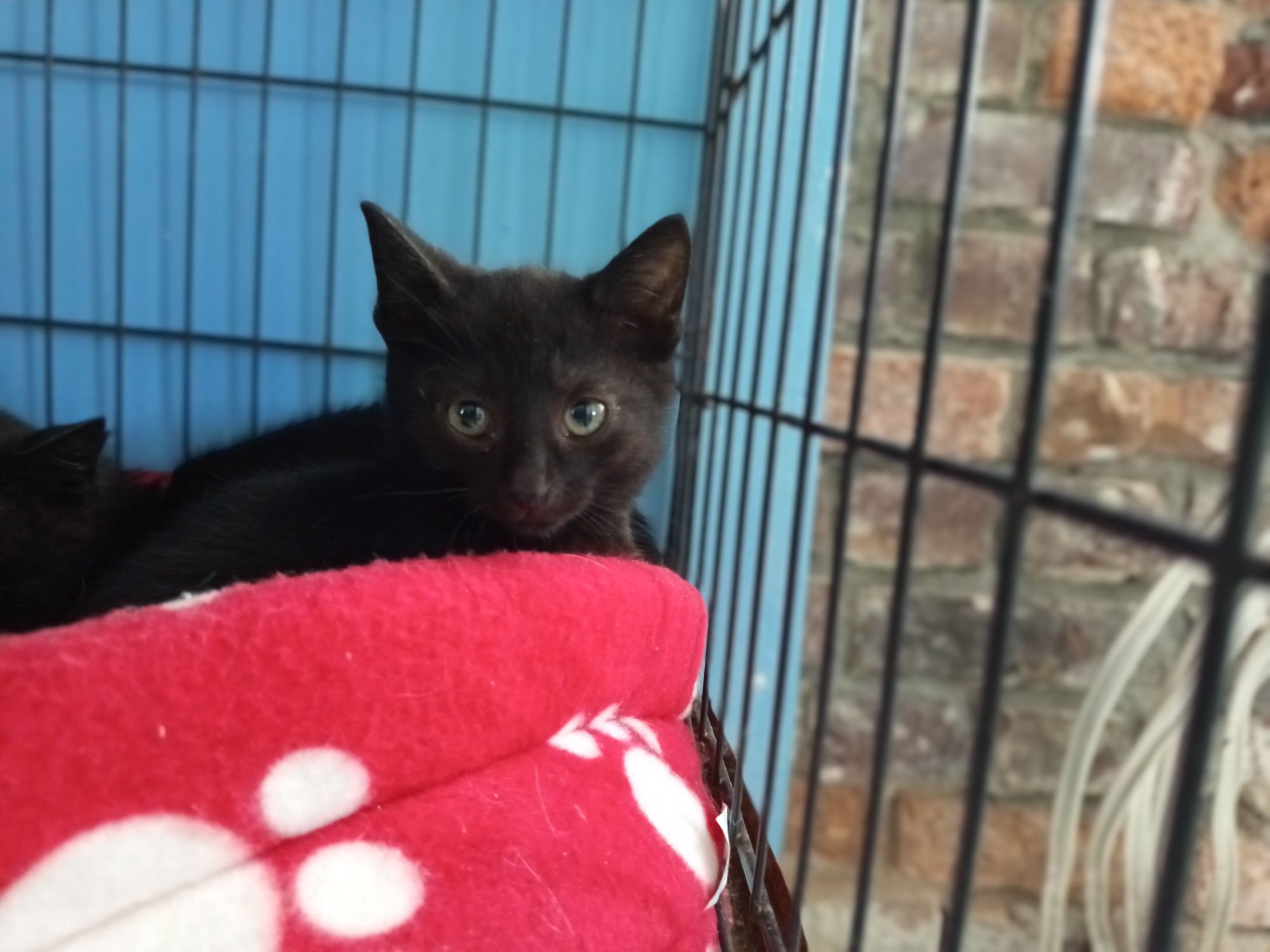 Przyjacielski Bruno poleca się do adopcji