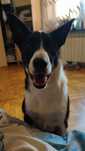 Bruno. Piesek do oddania