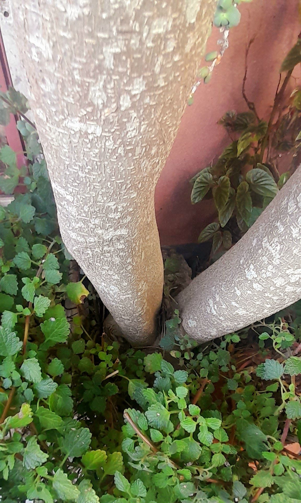 Ficus Benjamina 5 metros – Exemplar único, saudável, tronco duplo