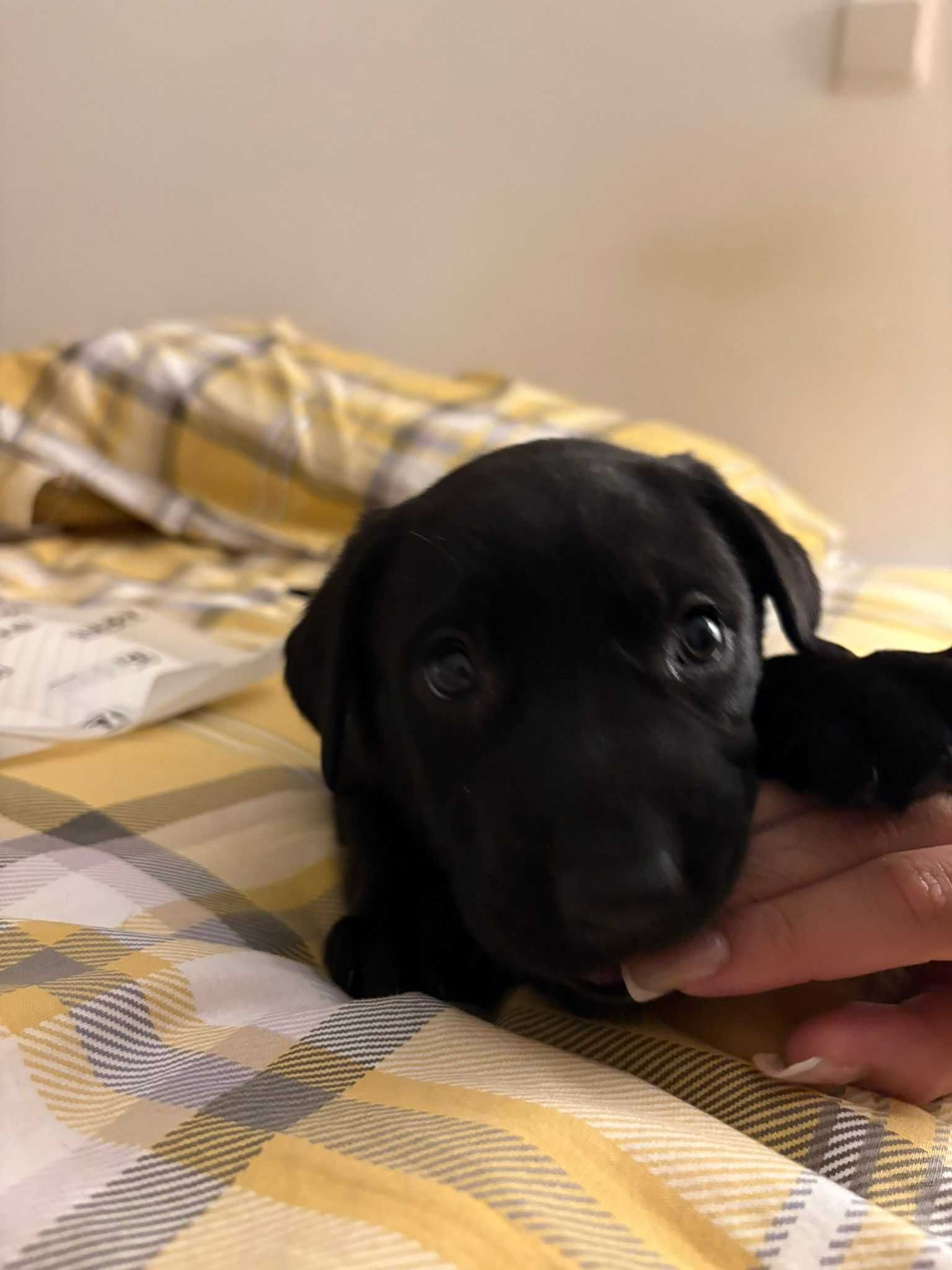 Labrador femea linda