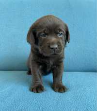 Czekoladowa sunia Labrador Retriever ZKwP , FCI